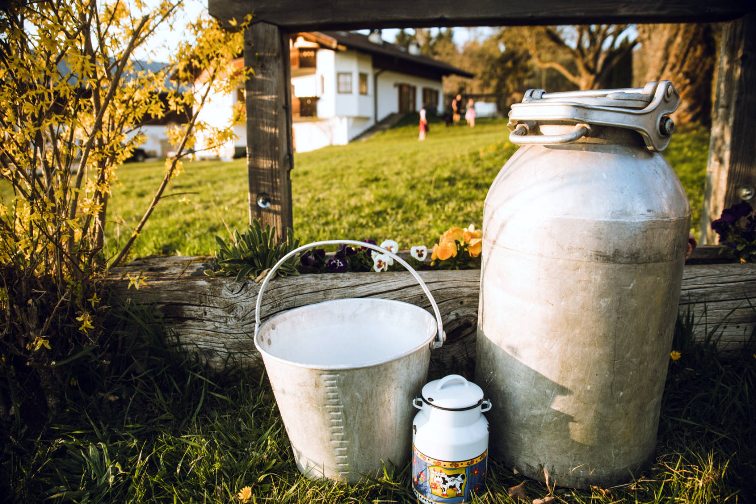 Frische Milch, in der Milchkanne.