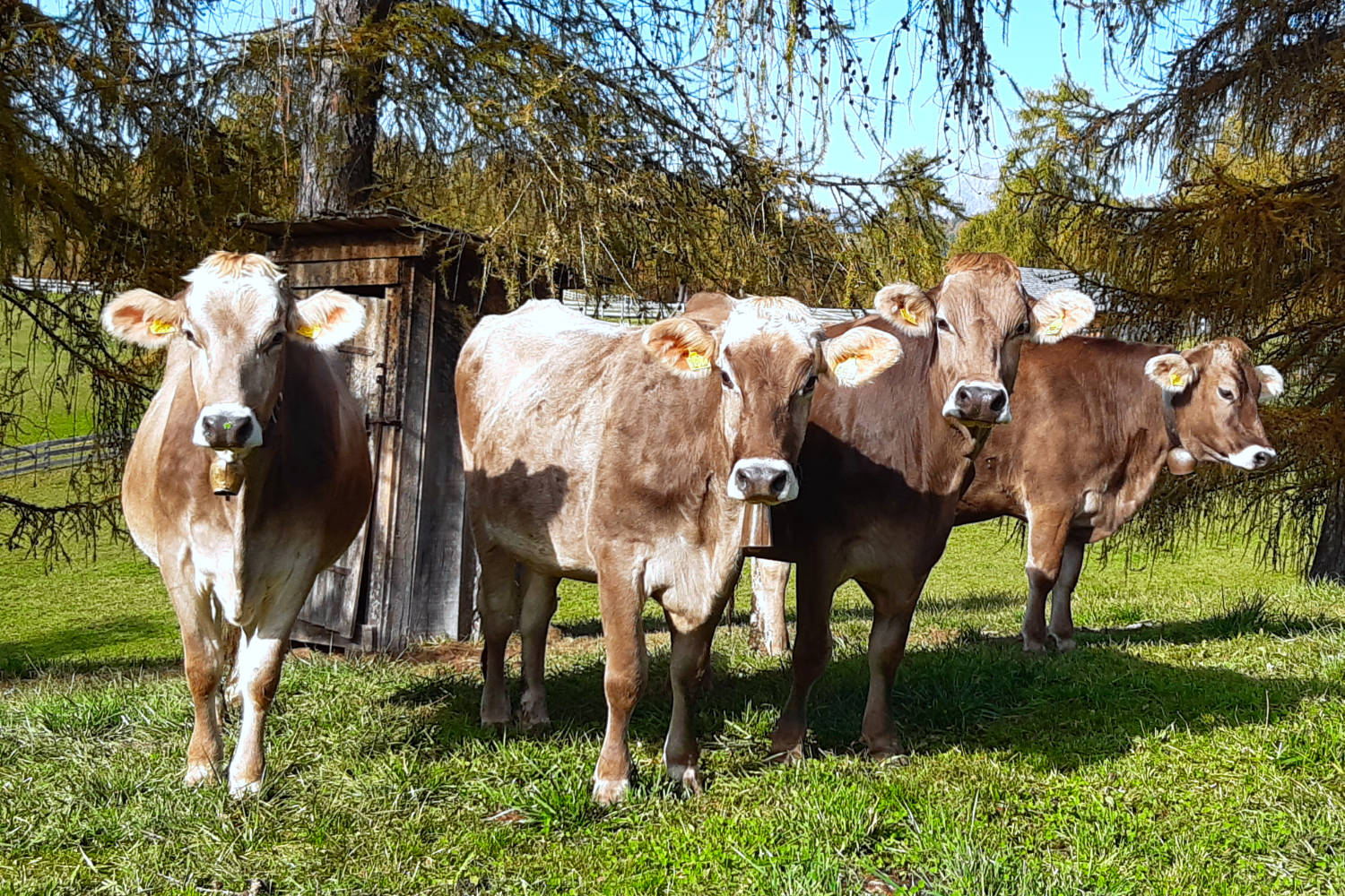 Die Kühe auf der Weide.